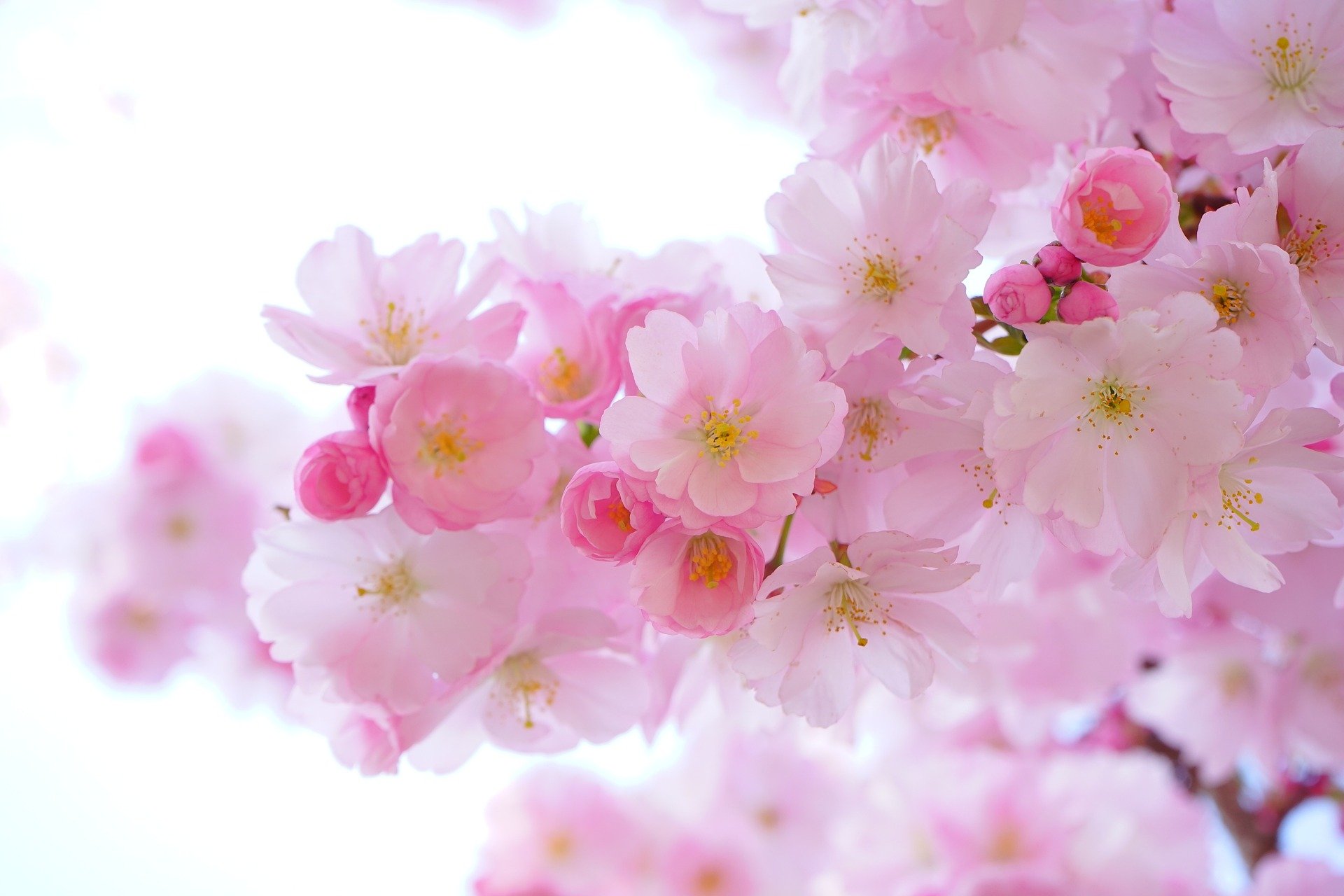 SAKURA🌸未来プロジェクト
